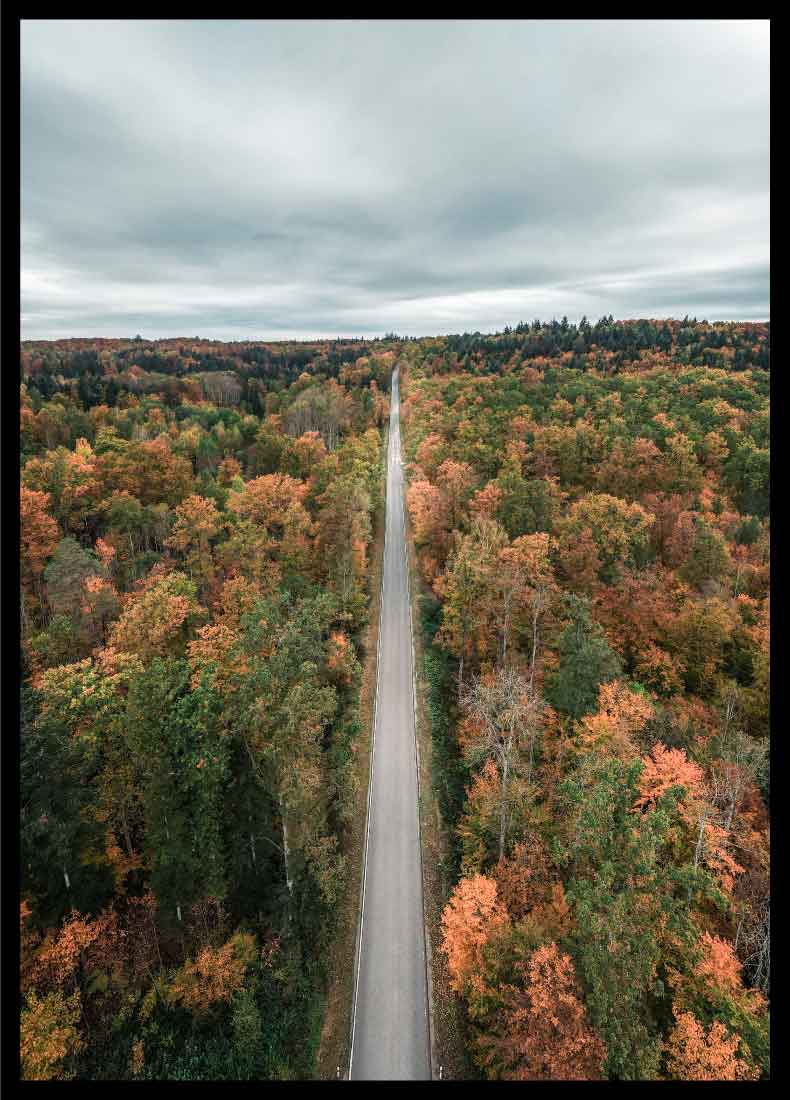 Naturbild Straße Poster mit Wald