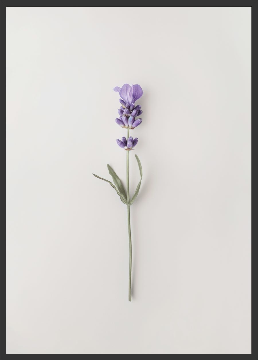 Poster | "Lavendel" (Rahmen)