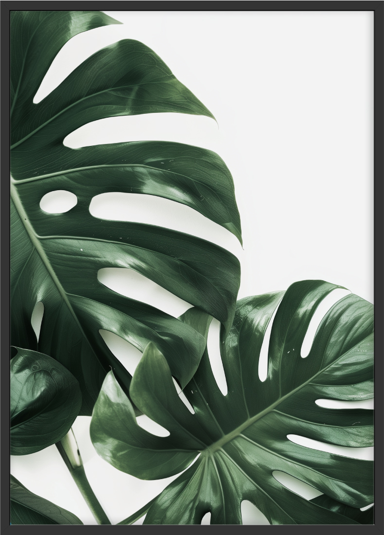 Monstera Blätter Poster